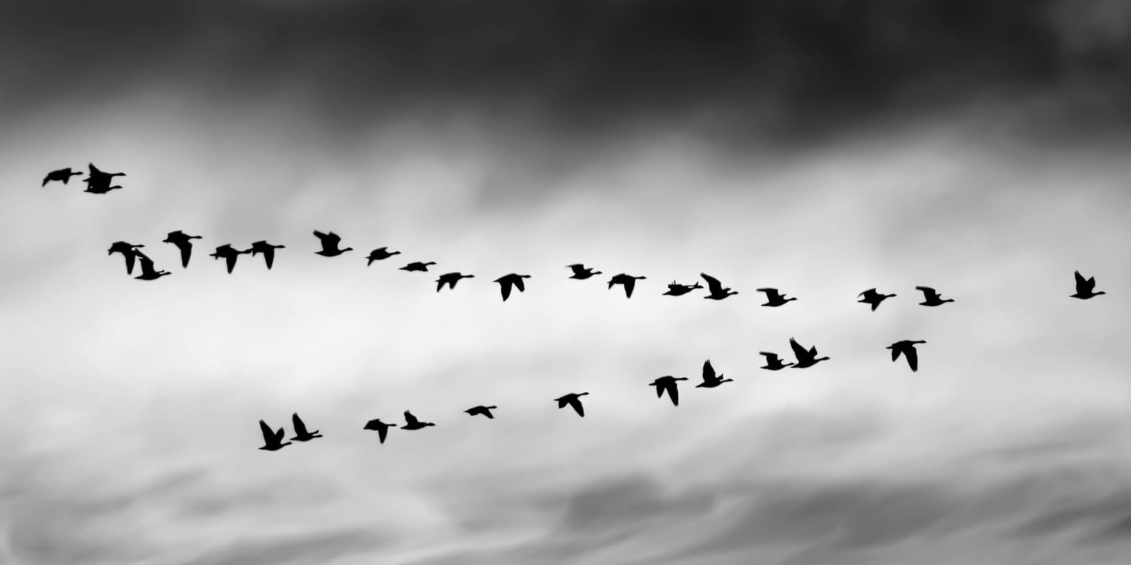 Fåglar som flyger